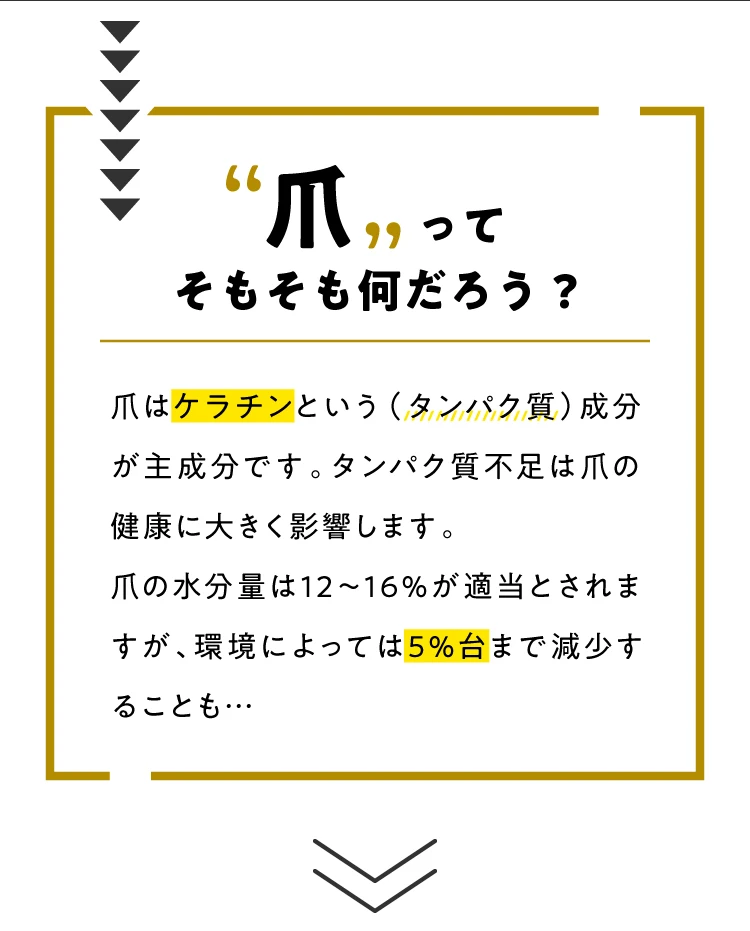 爪ってそもそもなんだろう？