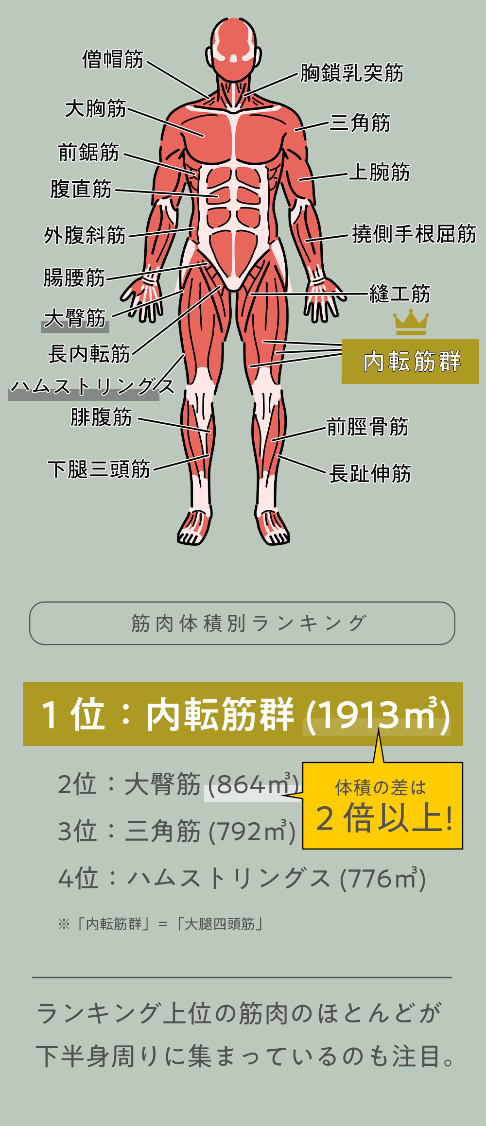 筋肉体積別ランキング 1位：内転筋群