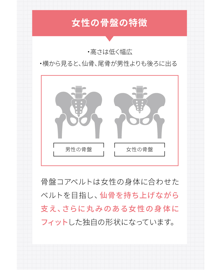 女性の骨盤の特徴　・高さは低く幅広・横から見ると、仙骨、尾骨が男性よりも後ろに出る　骨盤コアベルトは女性の身体に合わせたベルトを目指し、仙骨を持ち上げながら支え、さらに丸みのある女性の身体にフィットした独自の形状になっています。