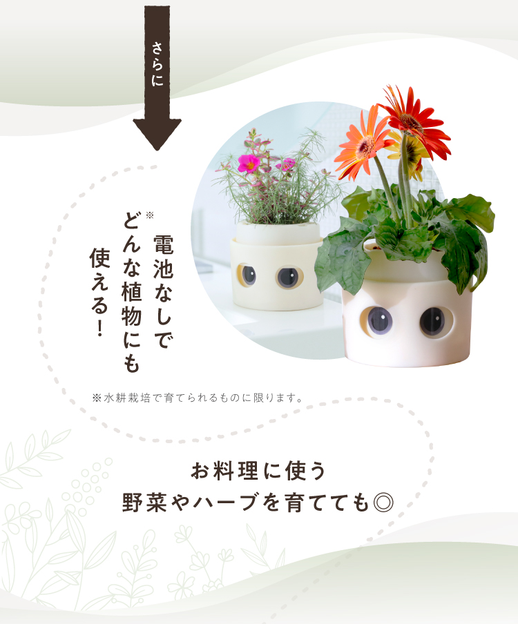 電池なしでどんな植物にも使える