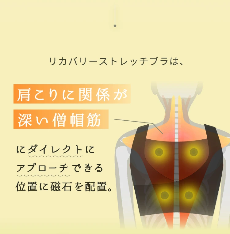 肩こりに関係が深い僧帽筋