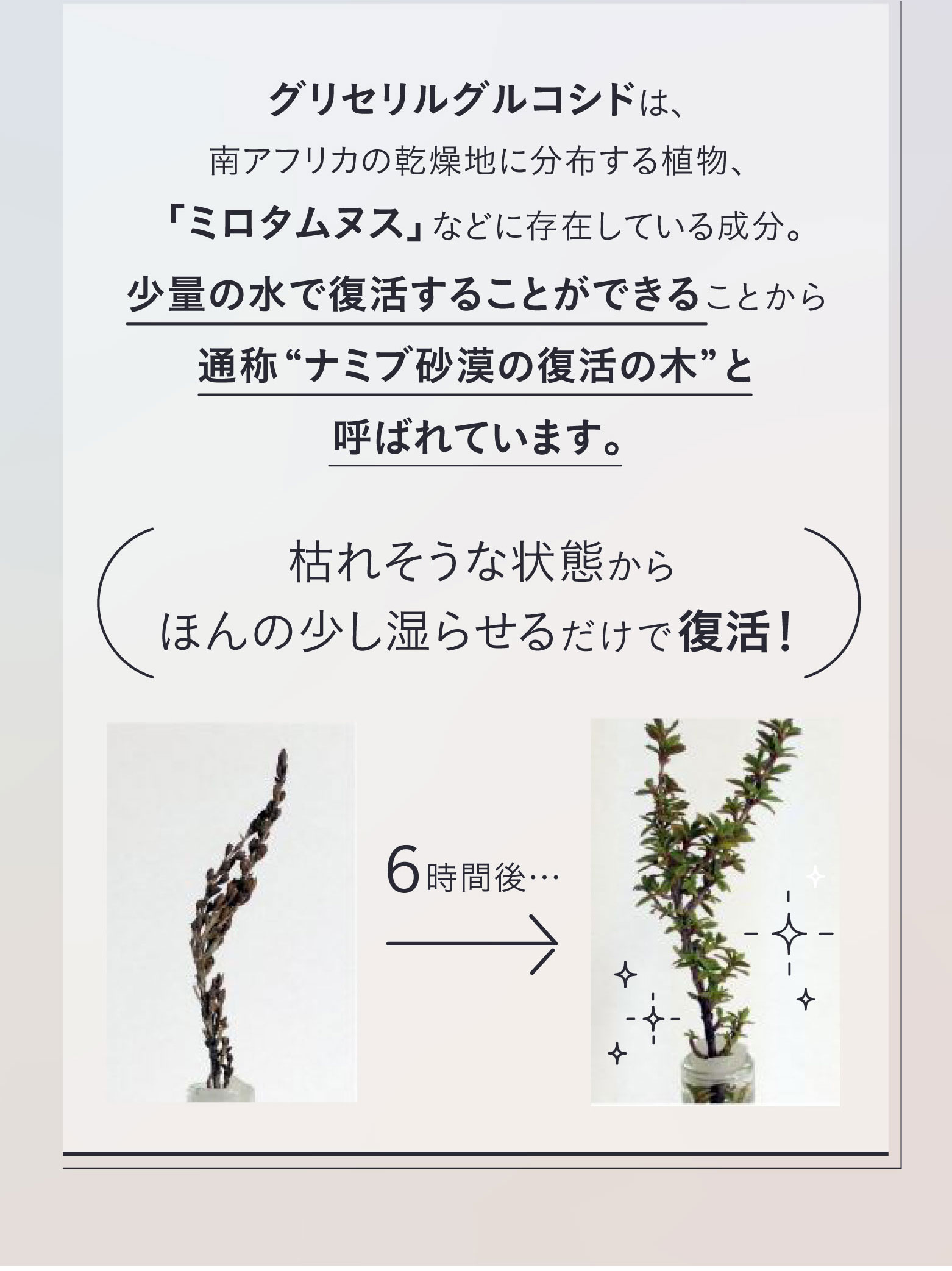 グリセリルグルコシドは「ミロタムヌス」などに存在する成分。通称ナミブ砂漠の復活の木と呼ばれるこの植物は、枯れそうな状態から少し湿らせるだけで復活する