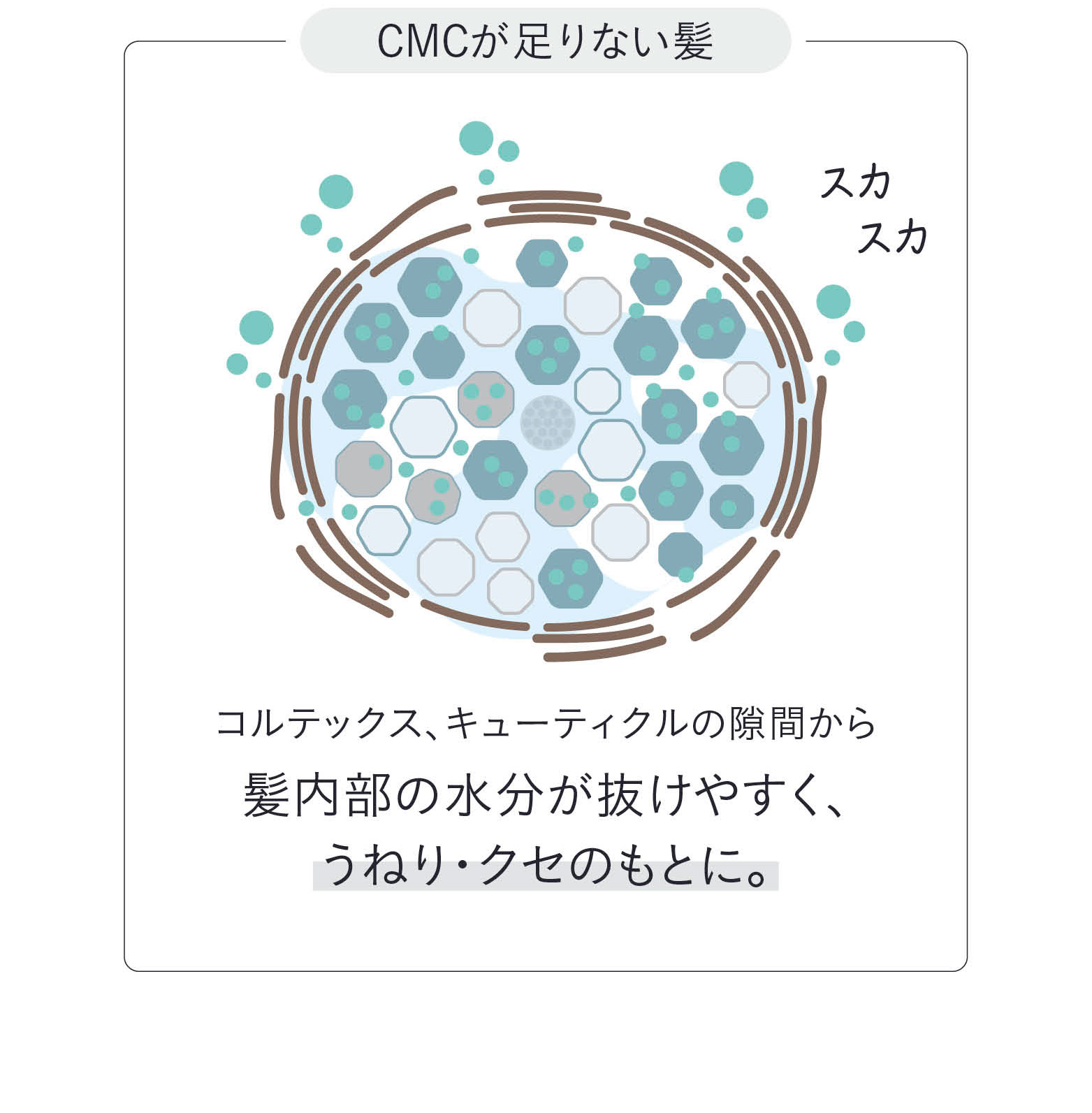 CMCが足りない髪　コルテックス、キューティクルの隙間から髪内部の水分が抜けやすく、うねり・クセのもとに。