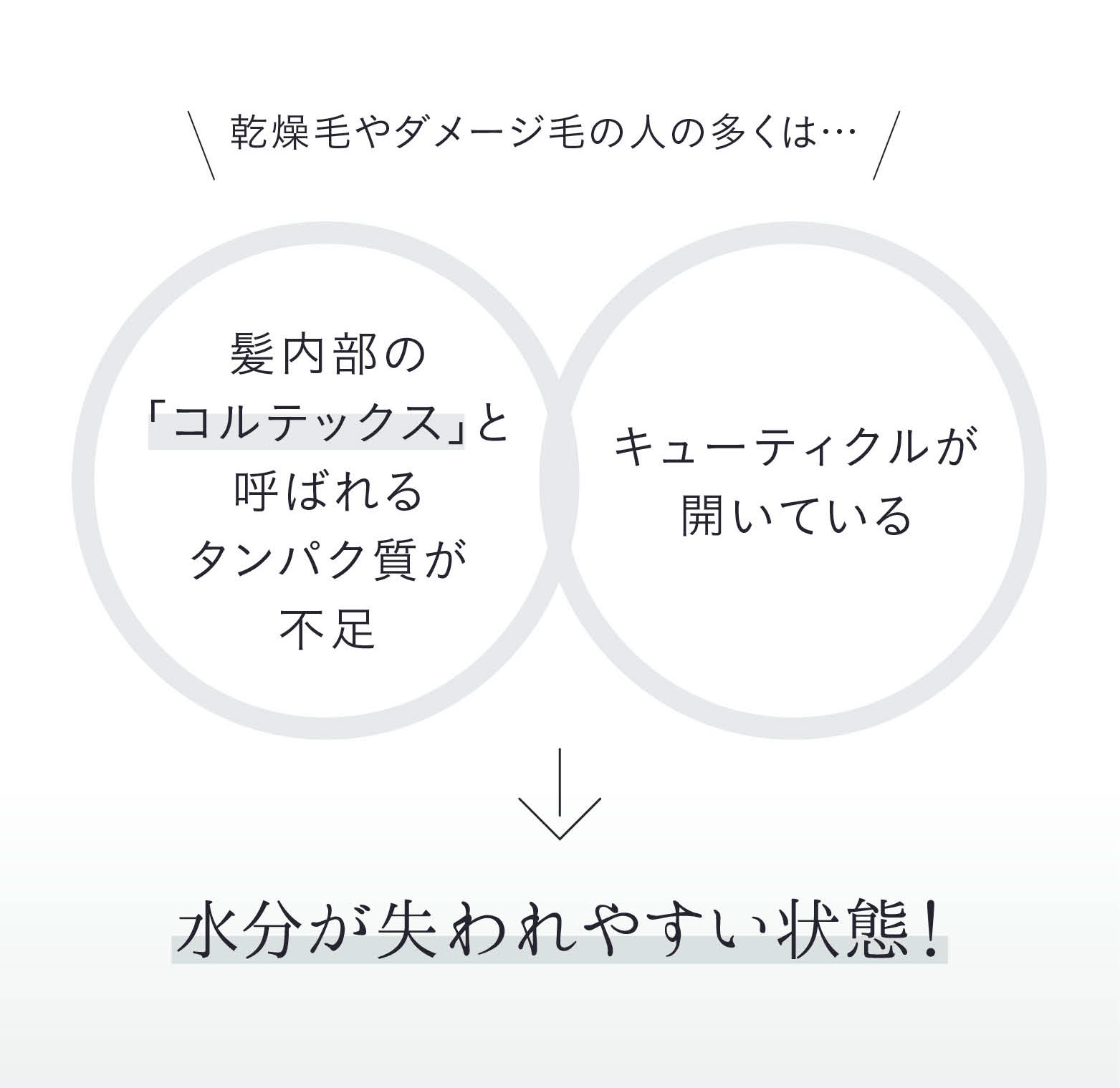 乾燥毛やダメージ毛の人の多くは…髪内部の「コルテックス」と呼ばれるタンパク質が不足 キューティクルが開いている 水分が失われやすい状態！