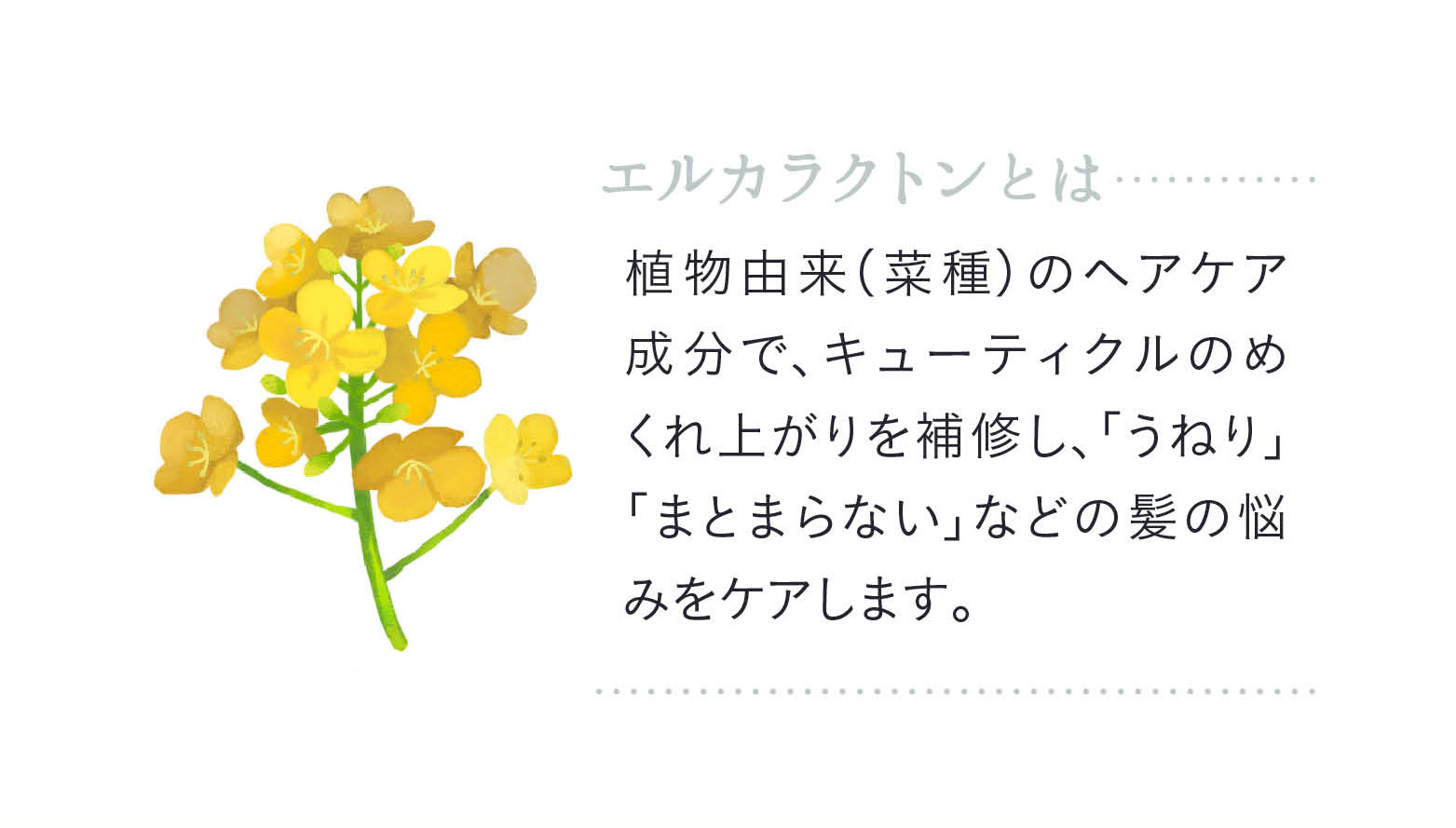 エルカラクトンとは 植物由来（菜種）のヘアケア成分で、キューティクルのめくれ上がりを補修し、「うねり」「まとまらない」などの髪の悩みをケアします。