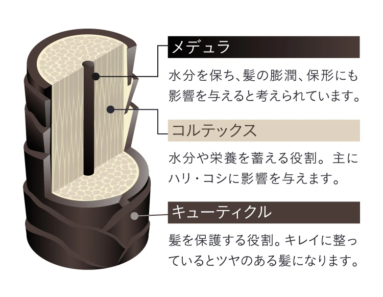 水分を保ち、髪の膨潤、保形にも影響を与える「メデュラ」・水分や栄養を蓄える「コルテックス」・髪を保護しツヤを出す「キューティクル」