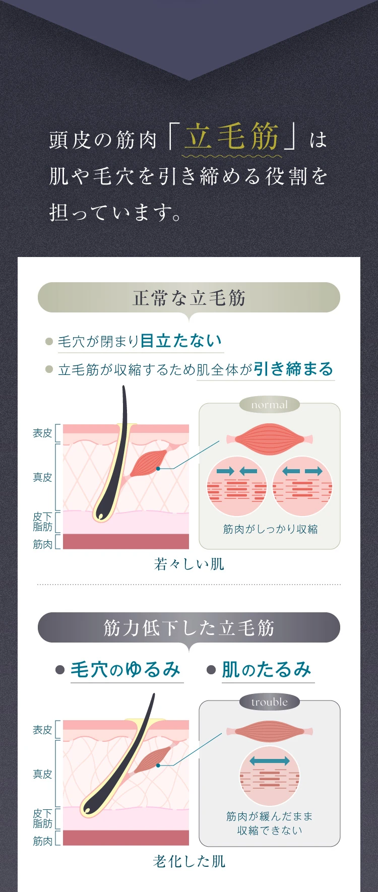 頭皮の筋肉「立毛筋」は肌や毛穴を引き締める役割を担っています