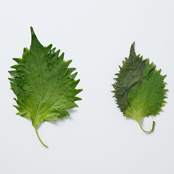 美味しいパック　未使用のものと比較